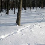 Tracking Animals in Winter at Thorn Creek Woods in Park Forest, IL