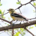 Learn your birds by Spring at Thorn Creek Woods