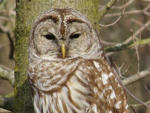 Drawing owls at Thorn Creek