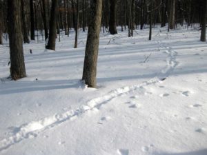 Tracking Animals in Winter at Thorn Creek Woods in Park Forest, IL