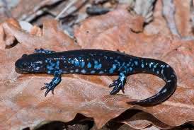 Blue-spotted-salamander