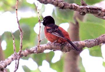 Orchard, Oriole