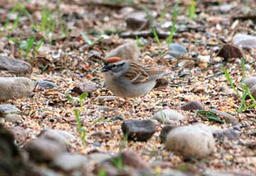 Sparrow, Chipping