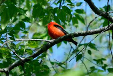 Birding for all at Thorn Creek Woods 2017