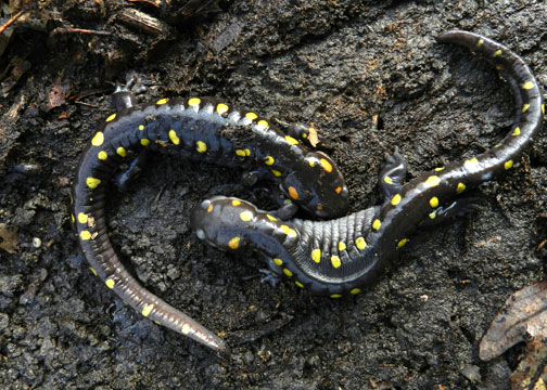 Thorn-Creek-Woods-Salamander-1-John-Skager-4-2014