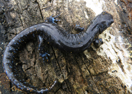Thorn-Creek-Woods-Salamander-2-John-Skager-4-2014
