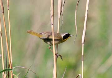 Warbler, Yellowthroat, Common