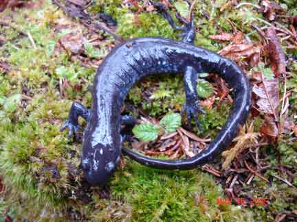 dark-colored-salamander-thorn-creek-woods