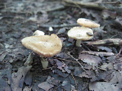 fungi-thorn-creek-woods-9-14-3284