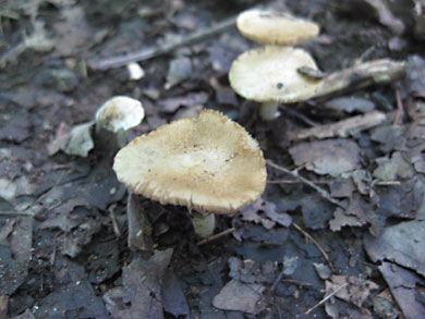 fungi-thorn-creek-woods-9-14-3287