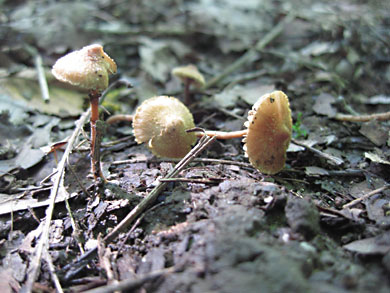 fungi-thorn-creek-woods-9-14-3290