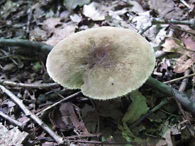 fungi-thorn-creek-woods-9-14-3293
