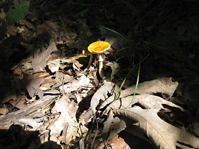 fungi-thorn-creek-woods-9-14-3297