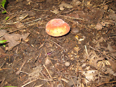 fungi-thorn-creek-woods-9-14-3298