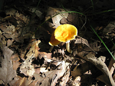 fungi-thorn-creek-woods-9-14-3299