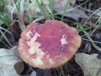 fungi-thorn-creek-woods-9-14-3307