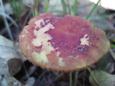 fungi-thorn-creek-woods-9-14-3308