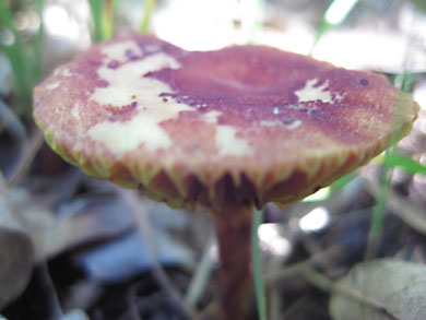 fungi-thorn-creek-woods-9-14-3309