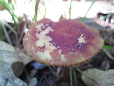 fungi-thorn-creek-woods-9-14-3310
