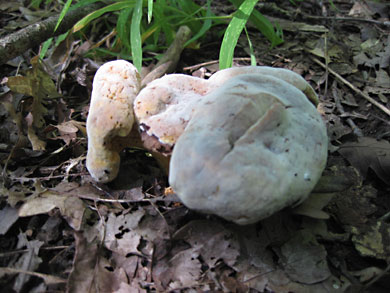 fungi-thorn-creek-woods-9-14-3317