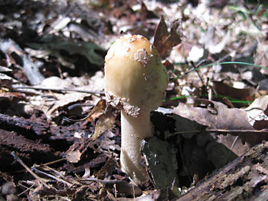 fungus-thorn-creek-woods-9-14-3273