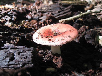 fungus-thorn-creek-woods-9-14-3276