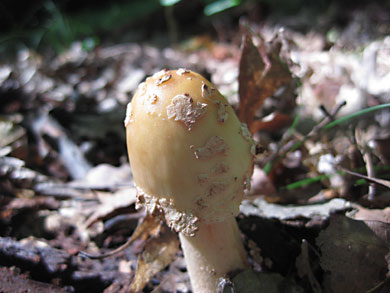 fungus-thorn-creek-woods-9-14-3278