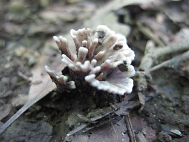 fungus-thorn-creek-woods-9-14-3286