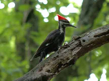 pileated-woodpecker-thorn-creek-woods