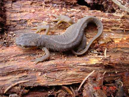salamander-thorn-creek-woods