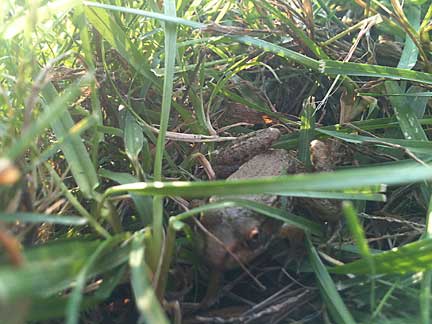 thorn-creek-woods-Frog-In-Grass