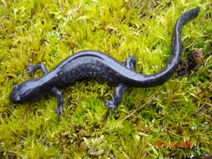 thorn-creek-woods-blueish-salamander