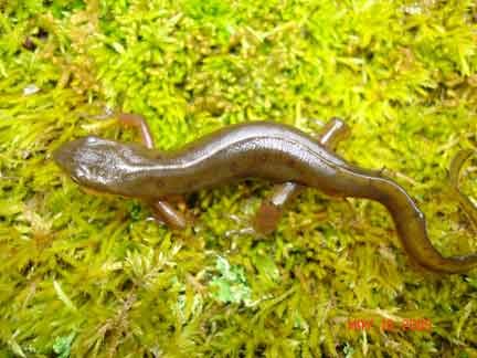 thorn-creek-woods-salamander