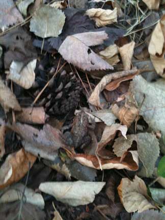 thorn-creek-woods-toad-in-leaves