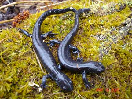 Two blue salamanders at Thorn Creek Woods