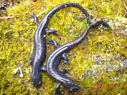 two-gray-salamanders-at-thorn-creek-woods