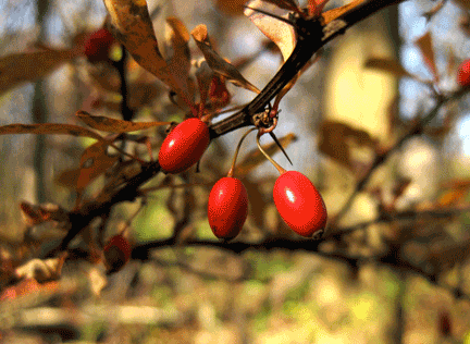 common-barberry-thorn-creek-woods-5447